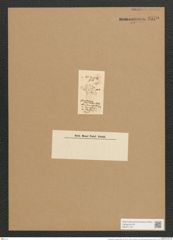 Rhoicosphenia cuspidata Rabh. (de-Toni-Nr.: Genus 38, Species 1794) Zeichnungen Sammlung Grunow Nr. 3579 (NHMW-BOT-W0371154)